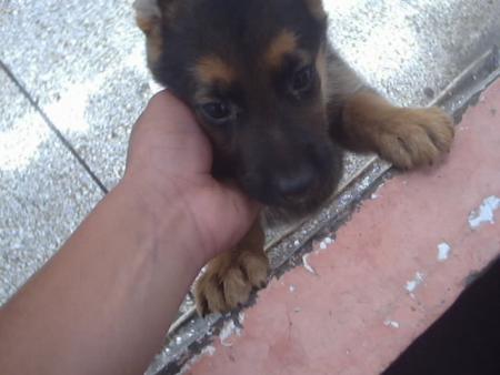 yanka